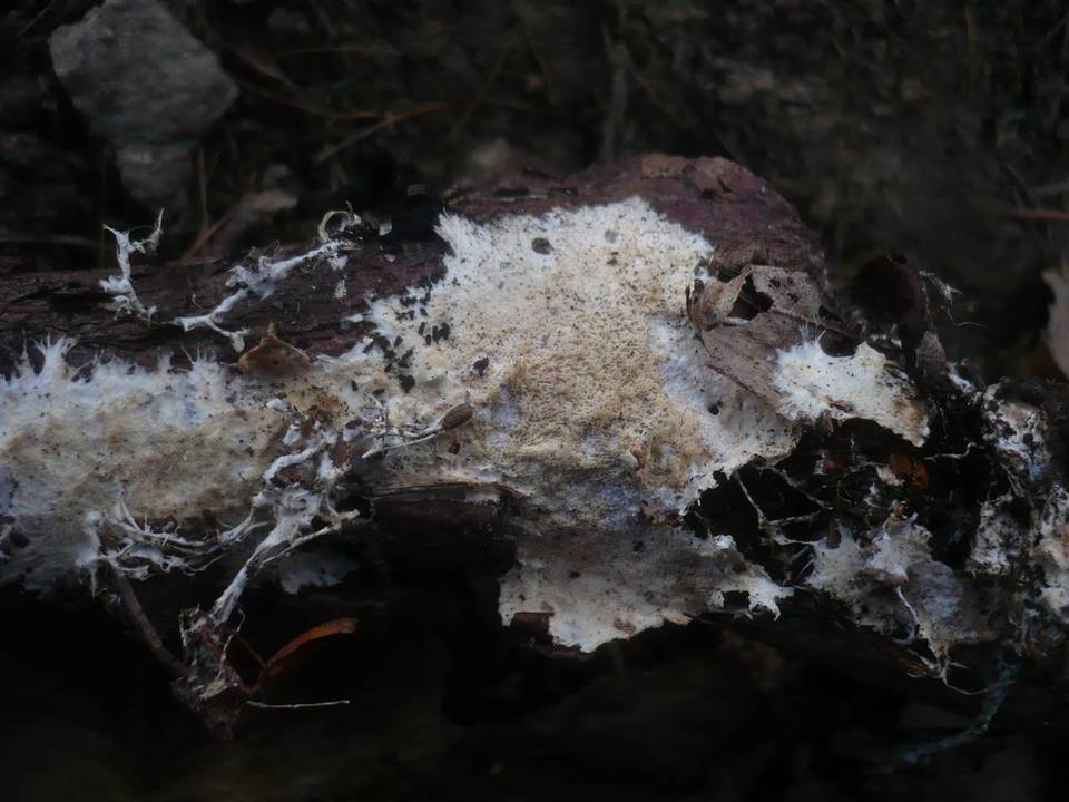 Stromatoscypha fimbriata image