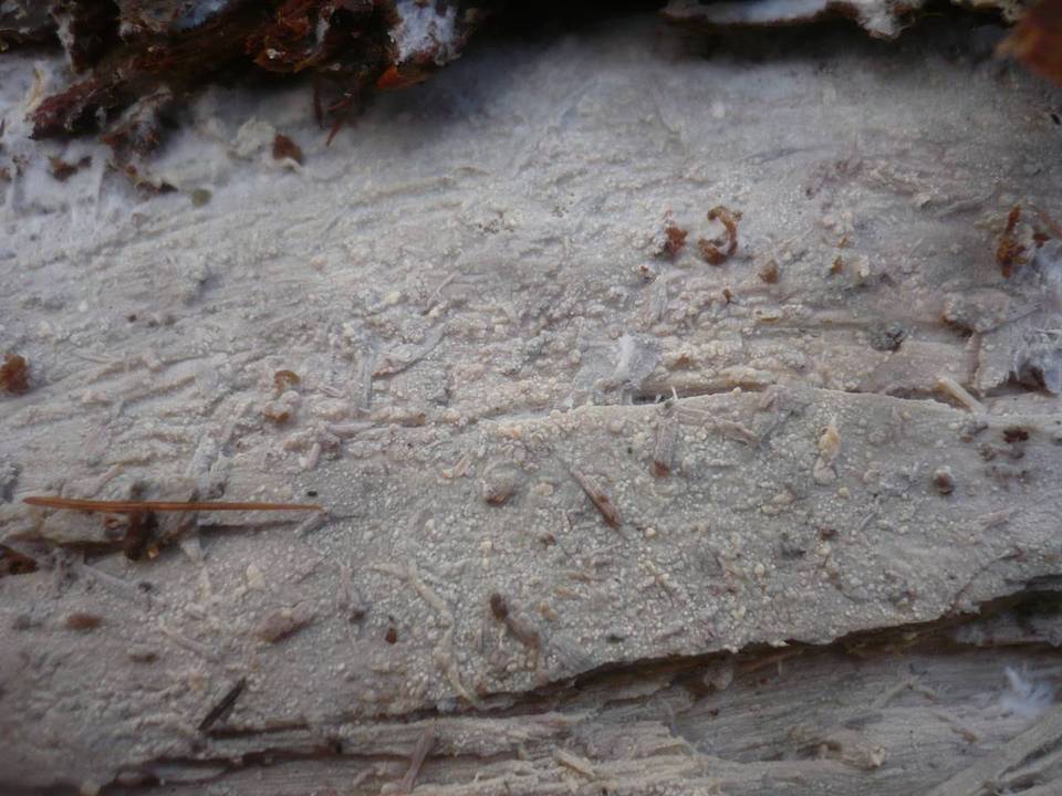 Sistotremastrum niveocremeum image