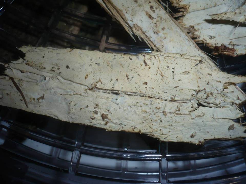 Sistotremastrum niveocremeum image
