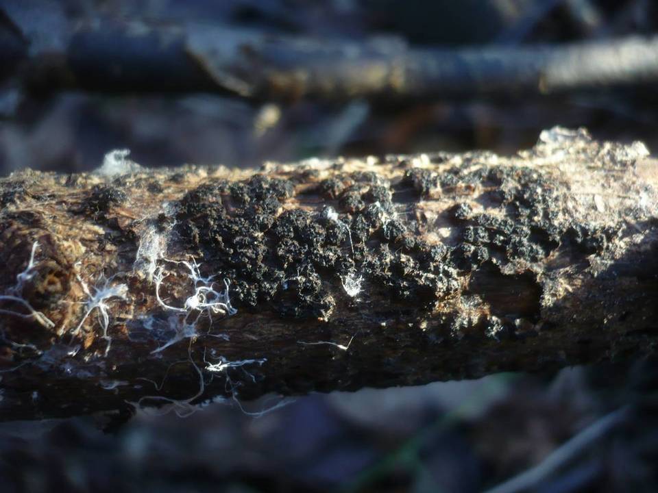 Eutypella leprosa image