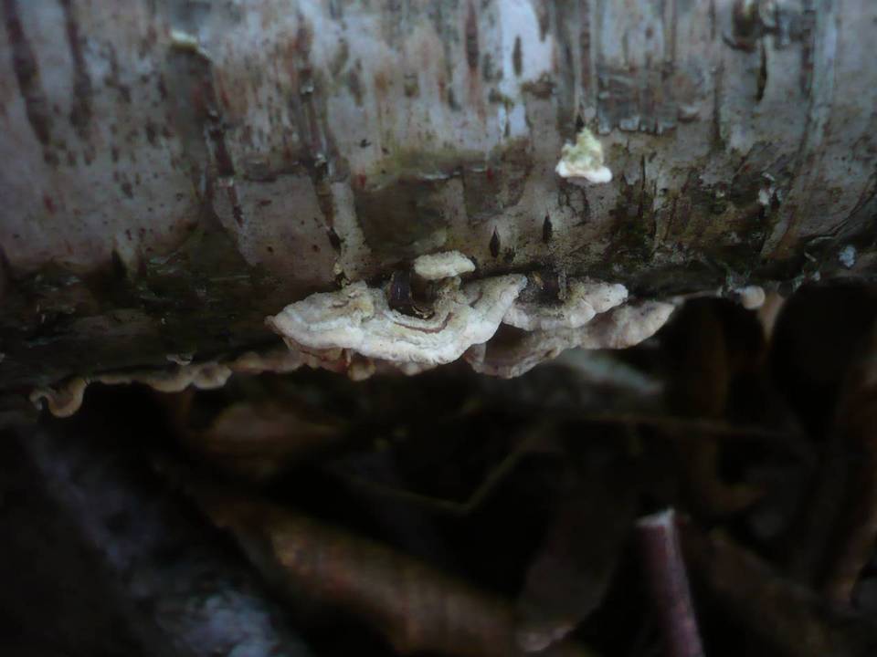 Steccherinum bourdotii image
