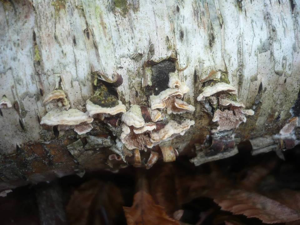 Steccherinum bourdotii image