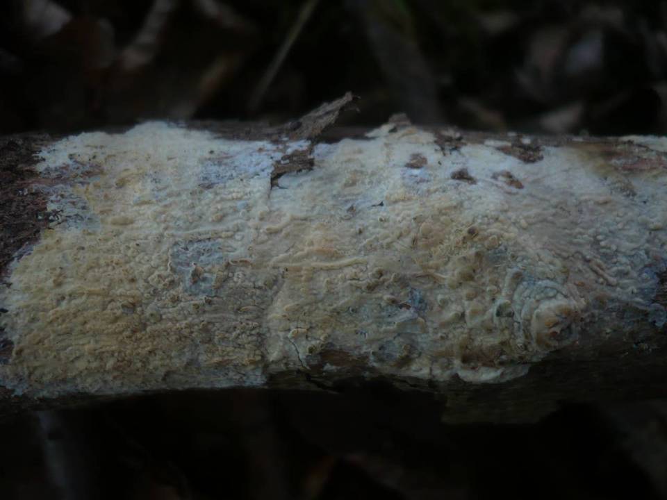 Radulomyces confluens image