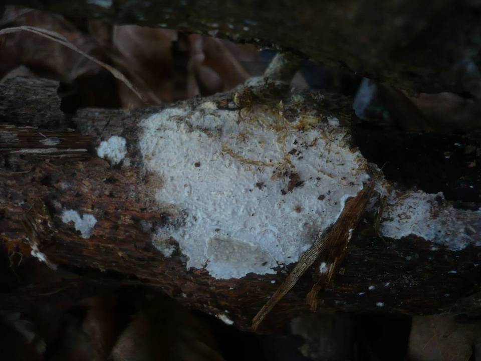 Radulomyces confluens image