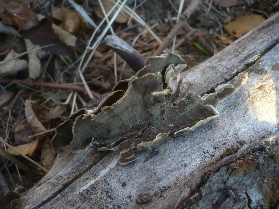 Porostereum spadiceum image