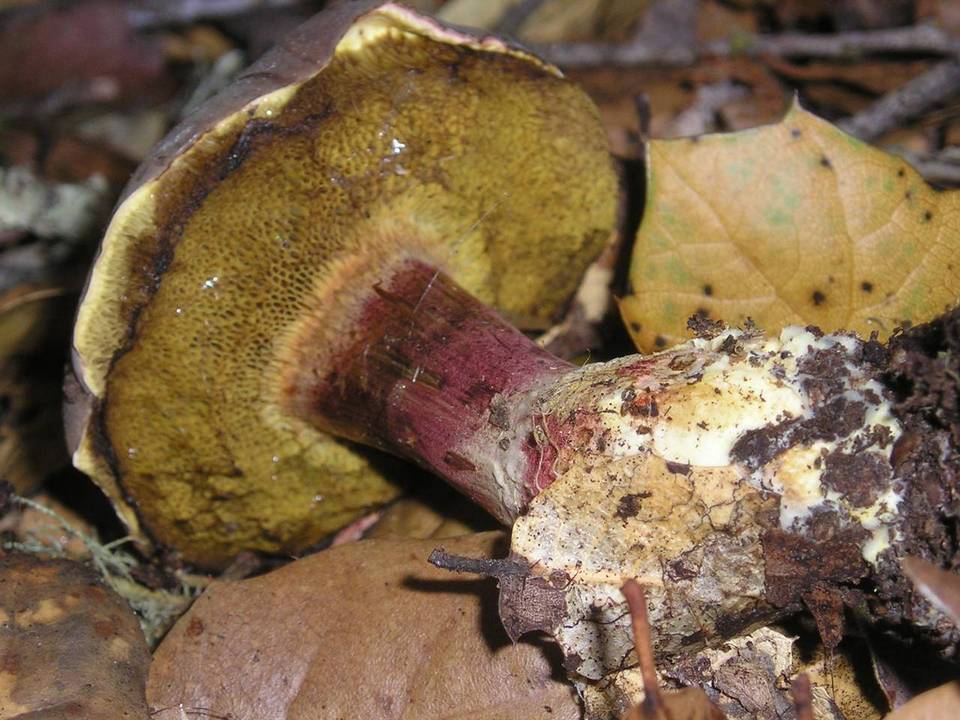 Xerocomus zelleri image