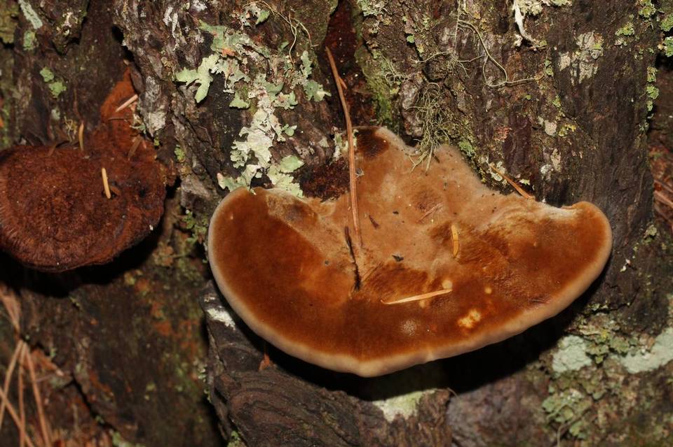 Onnia circinata image