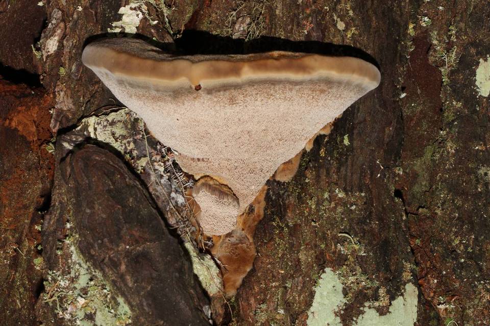 Onnia circinata image