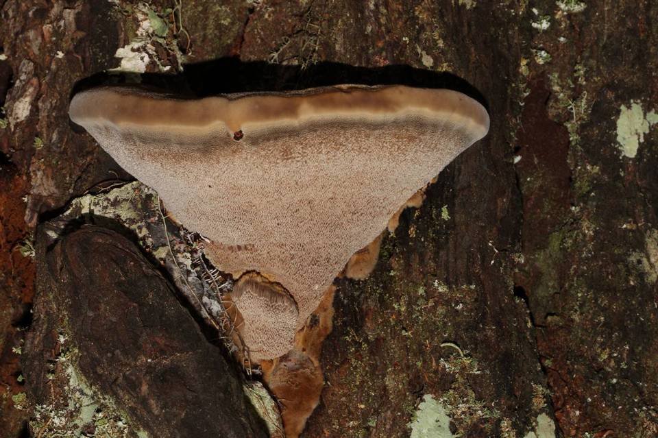 Onnia circinata image
