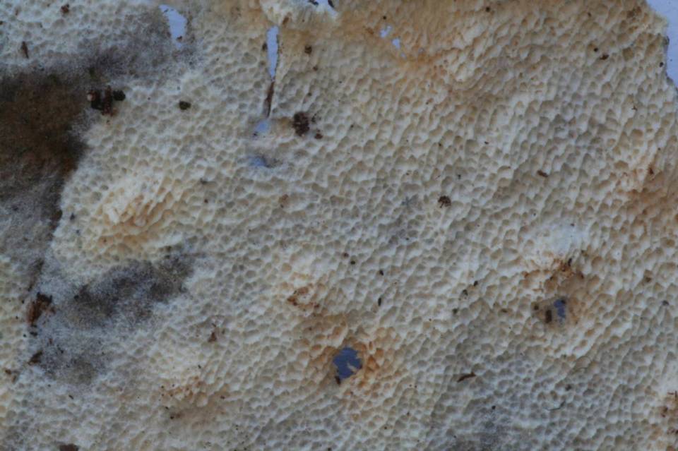 Ceriporiopsis subvermispora image