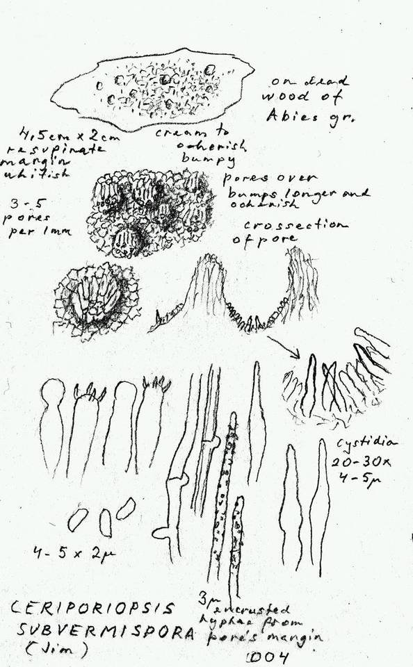 Ceriporiopsis subvermispora image
