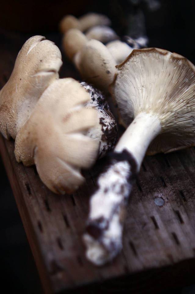 Clitocybe candida image