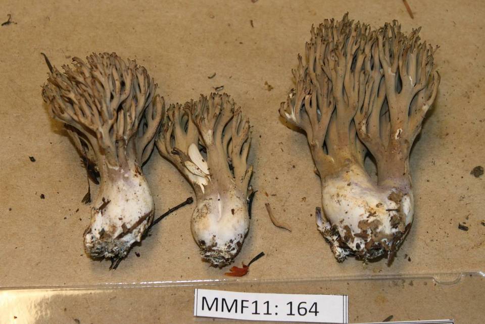 Ramaria violaceibrunnea image