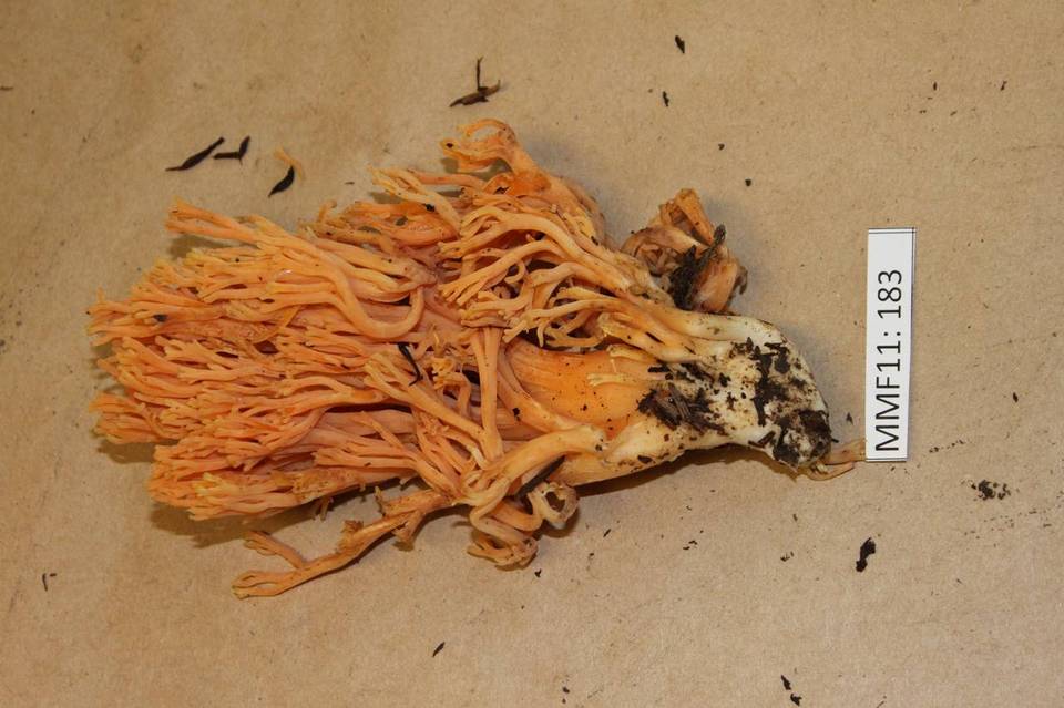 Ramaria leptoformosa image