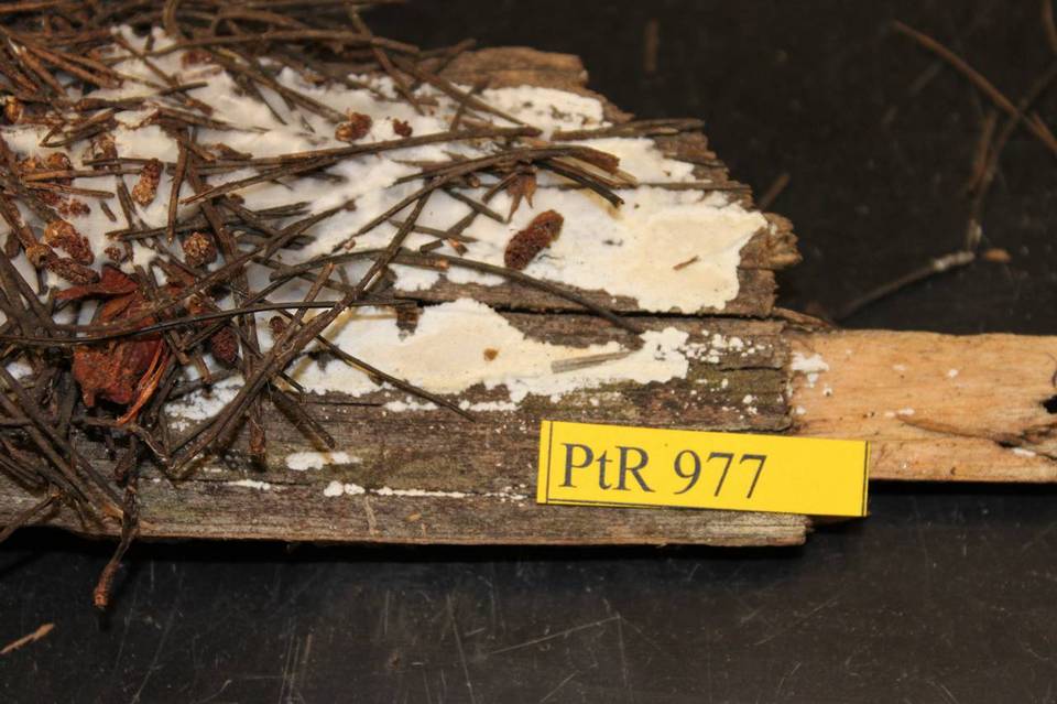 Cinereomyces lindbladii image