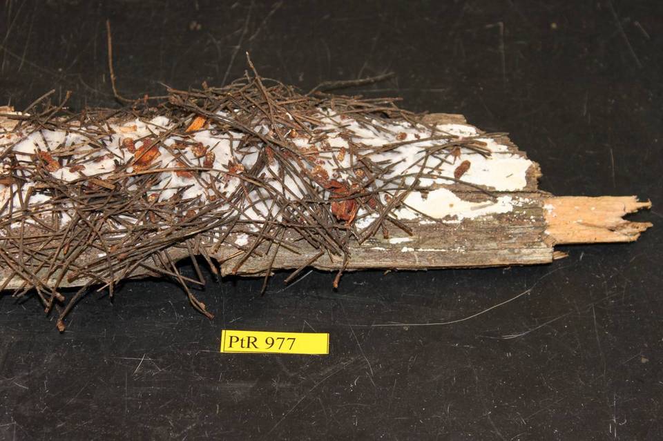 Cinereomyces lindbladii image