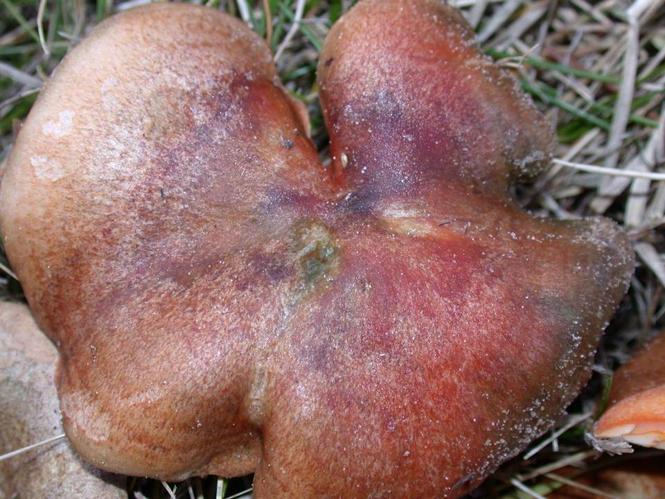 Lactarius deliciosus var. areolatus image