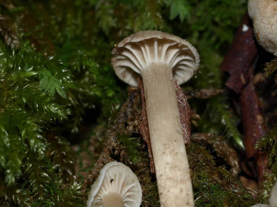 Hodophilus image