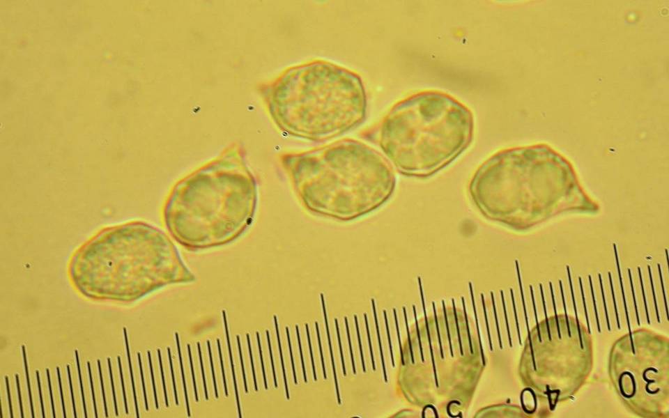 Leptonia parva image