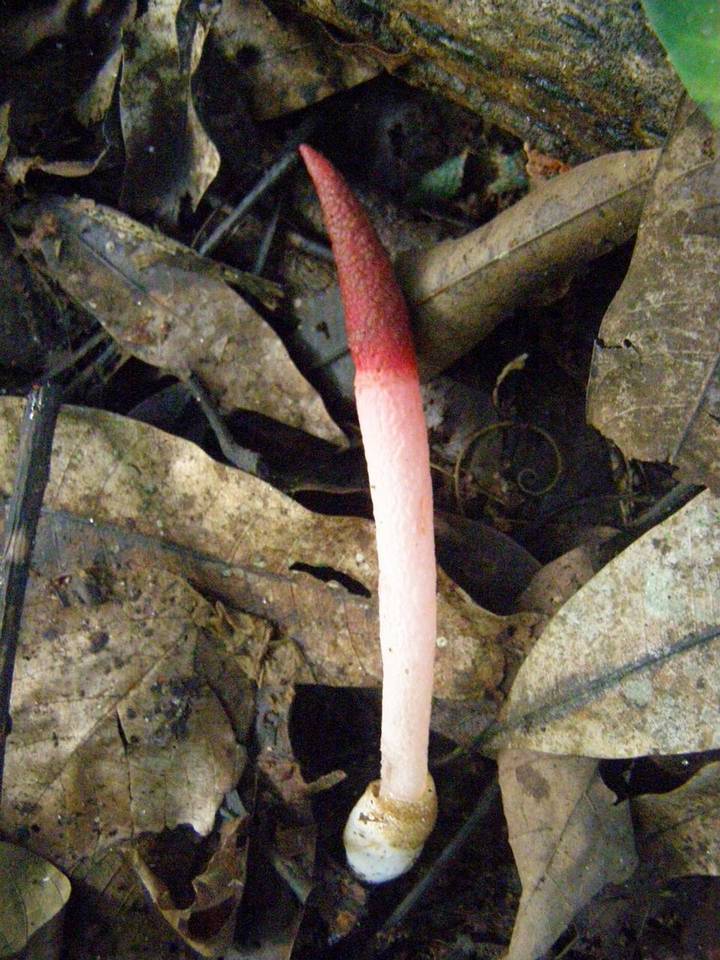 Mutinus bambusinus image