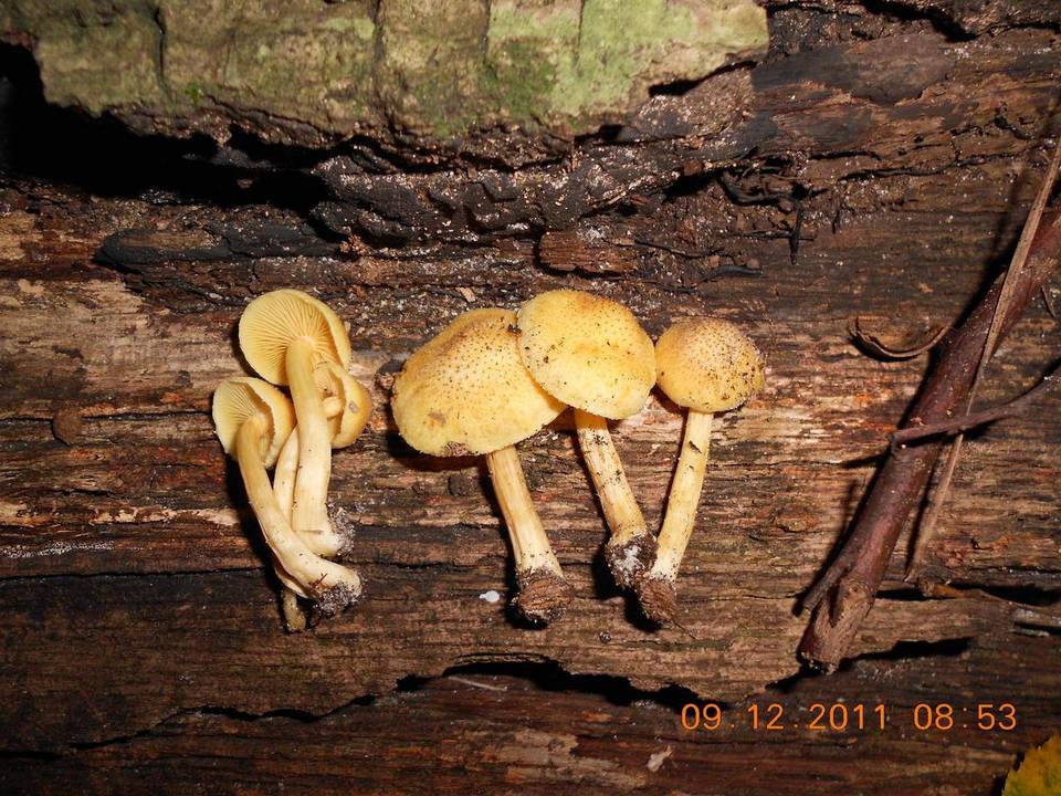 Gymnopilus luteoviridis image