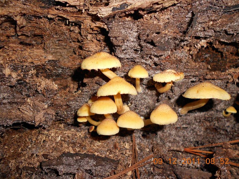 Gymnopilus luteoviridis image