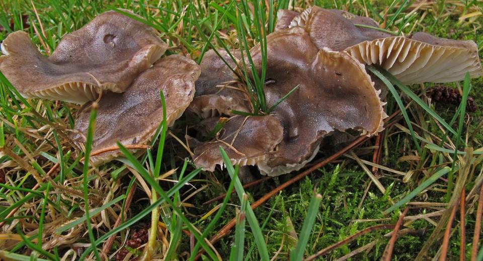 Hygrophorus morrisii image