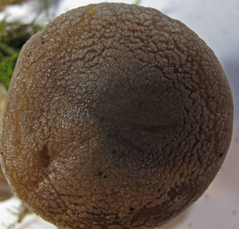 Hygrophorus morrisii image