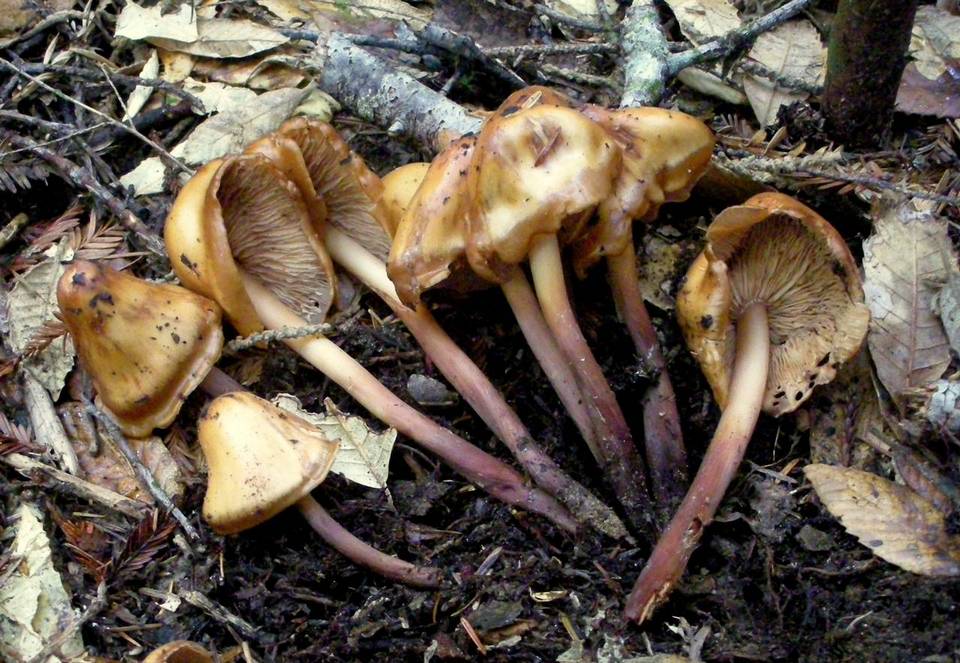 Phaeocollybia gregaria image