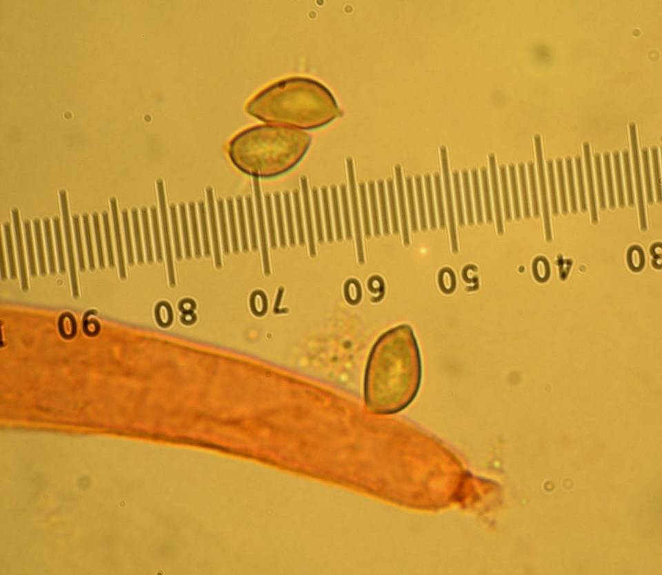 Phaeocollybia gregaria image