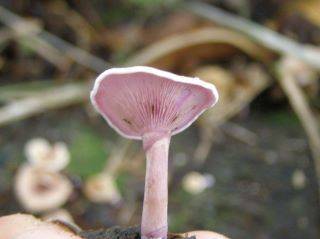 Trogia cantharelloides image