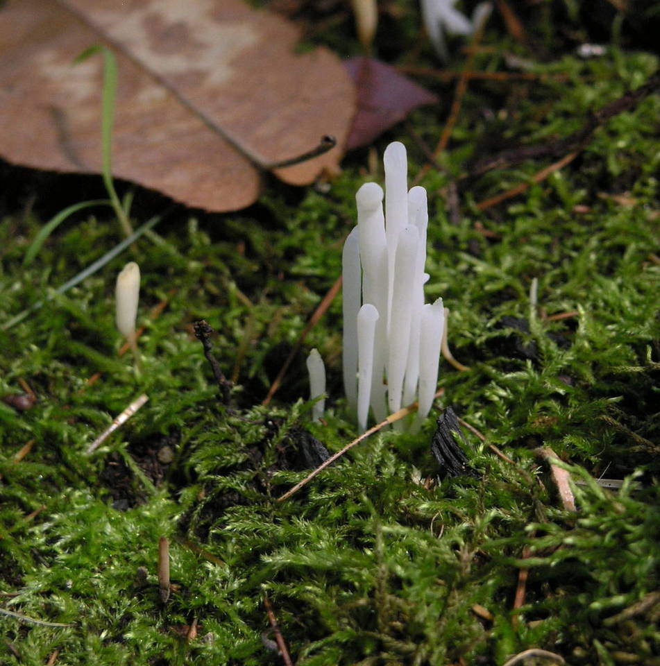 Clavaria oronoensis image