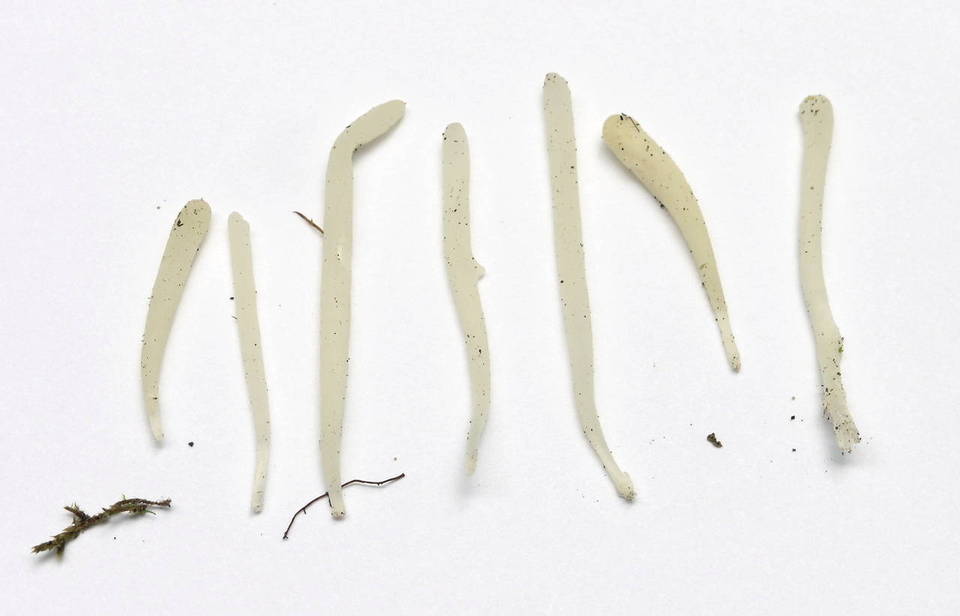 Clavaria oronoensis image