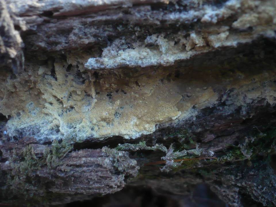 Coniophora arida image