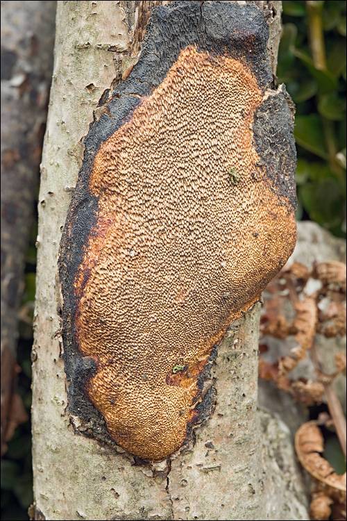 Dichomitus campestris image