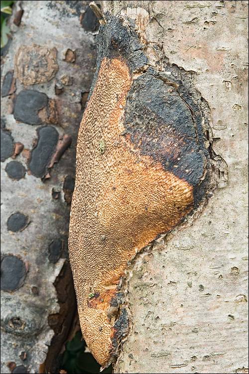 Dichomitus campestris image
