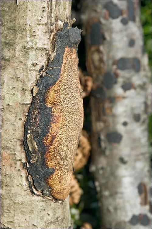 Dichomitus campestris image