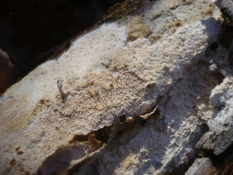 Amylocorticiellum molle image