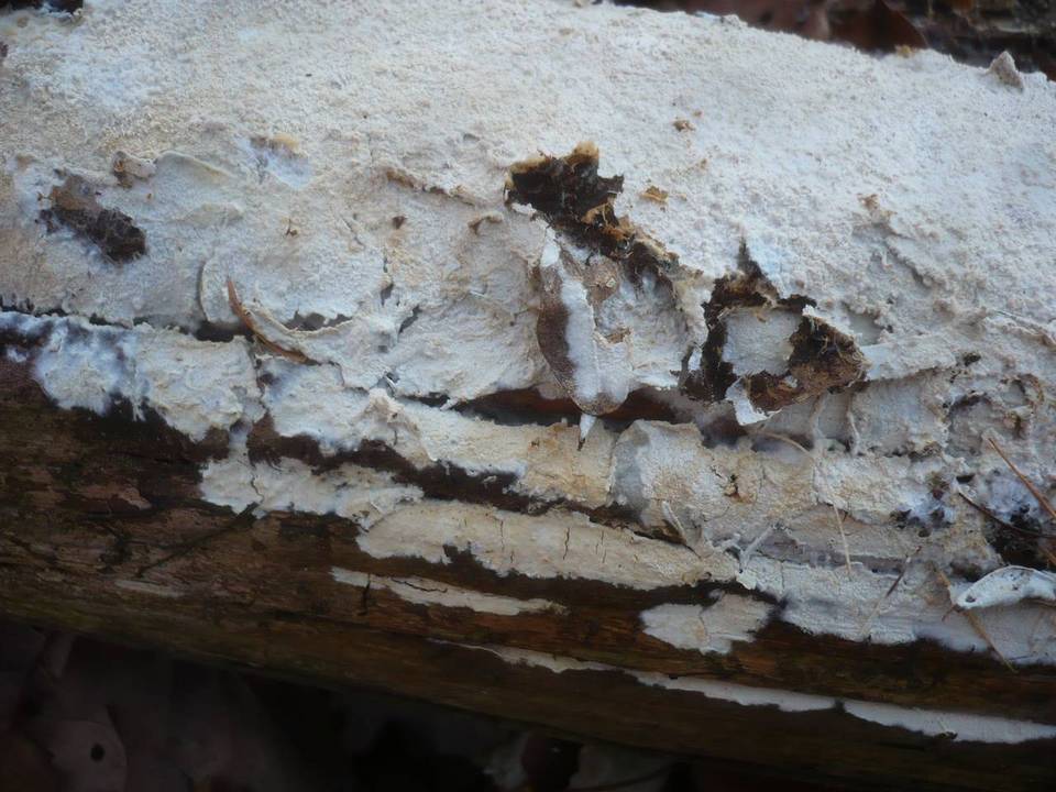 Amylocorticiellum molle image