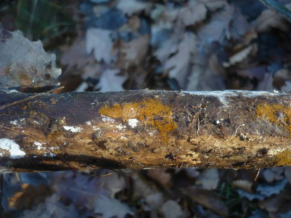Tomentella bryophila image