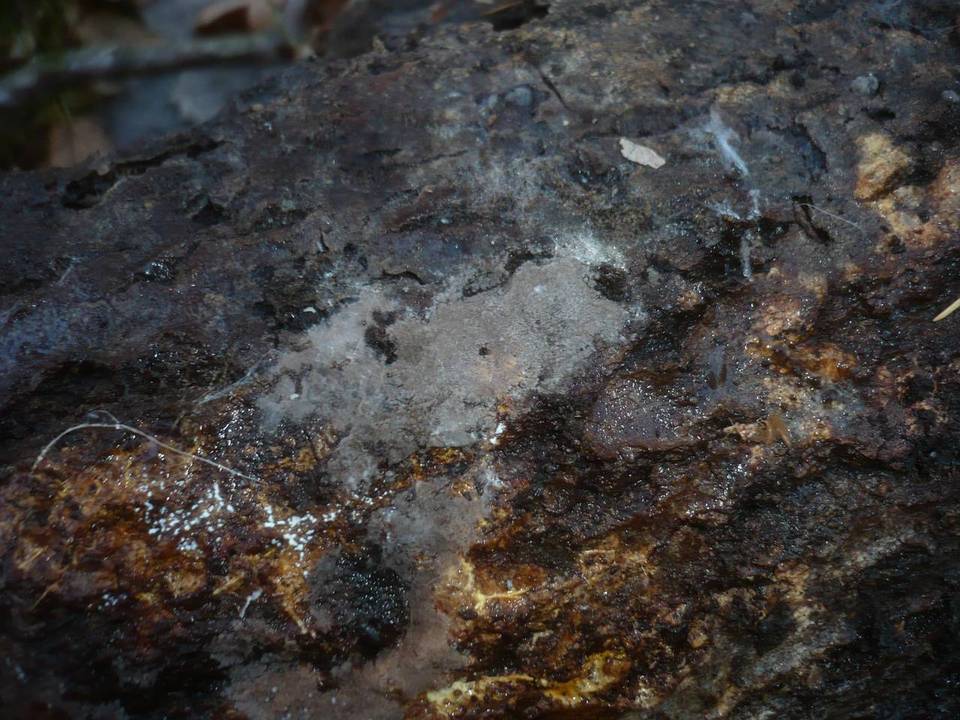Tomentella subclavigera image