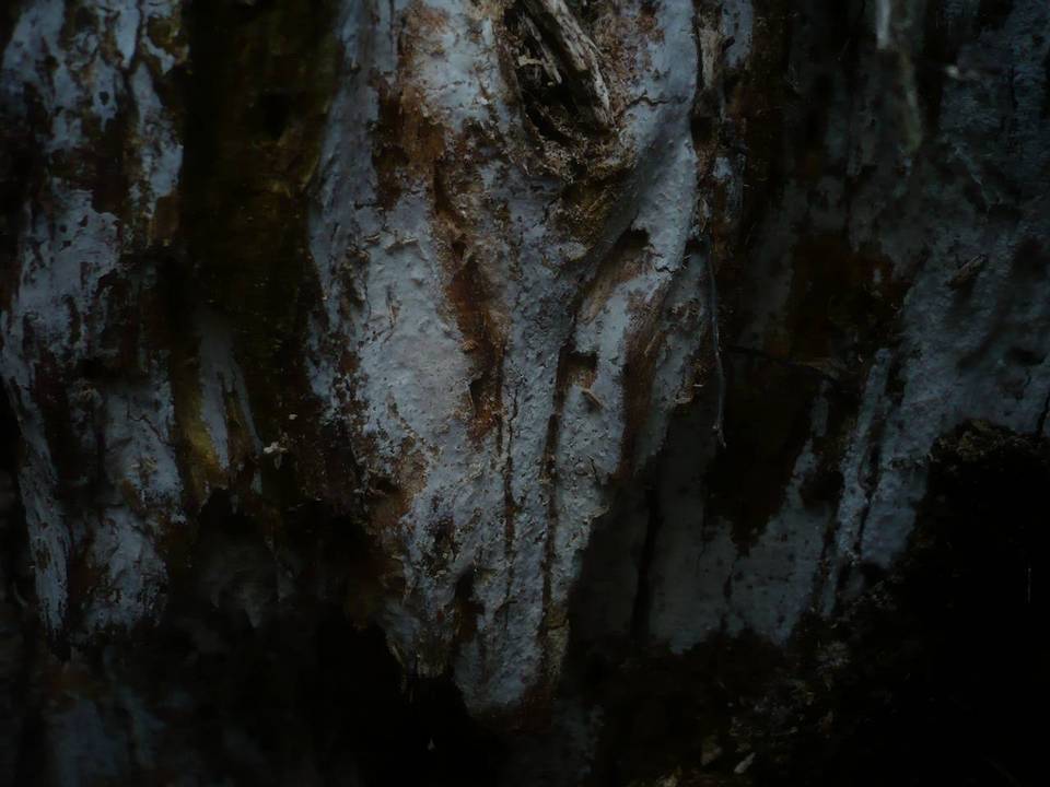 Athelia pyriformis image