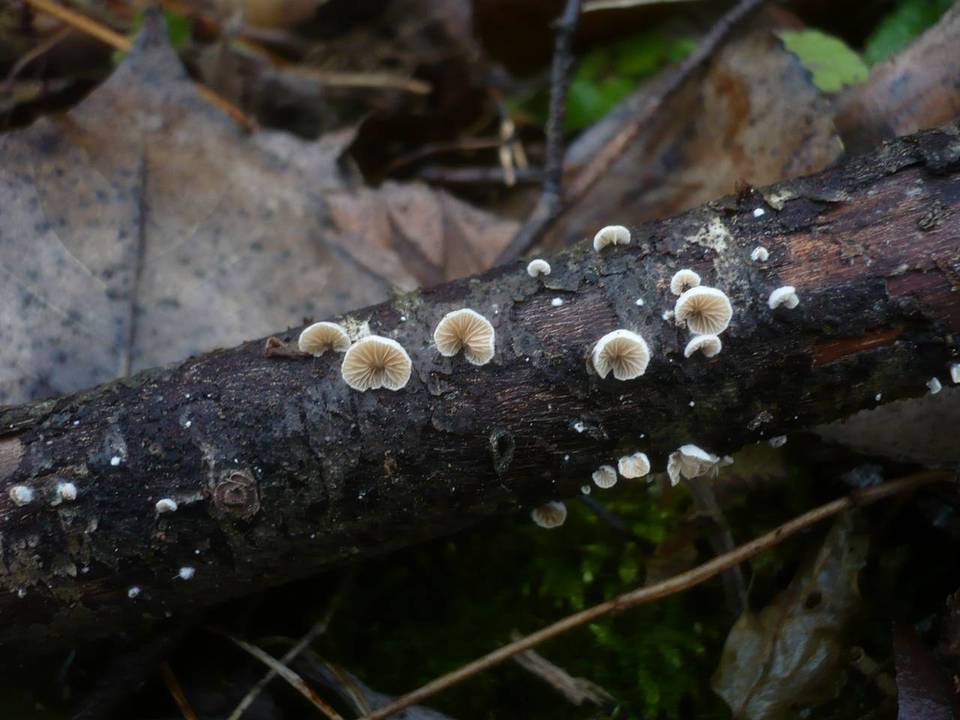 Crepidotus cesatii image