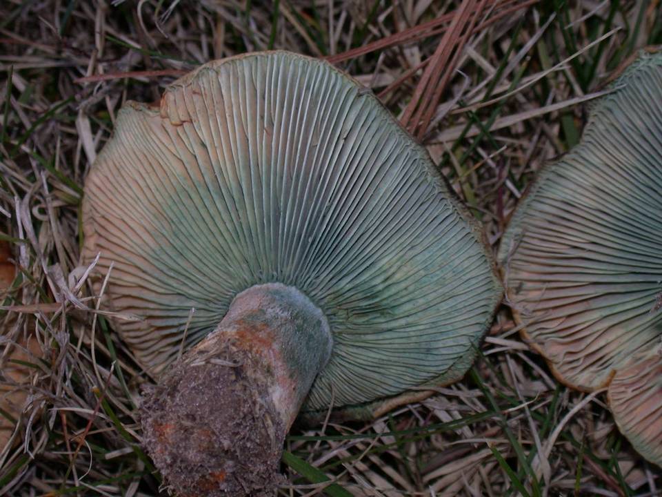 Lactarius deliciosus var. areolatus image