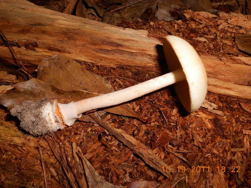 Amanita roseitincta image