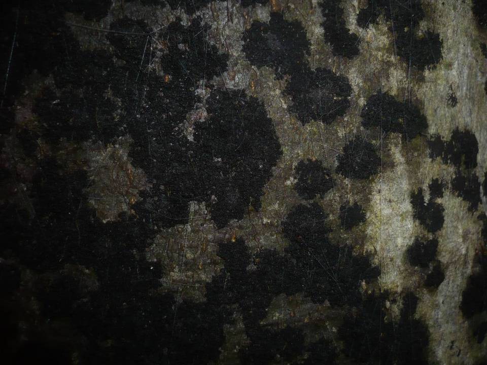 Ascodichaena rugosa image