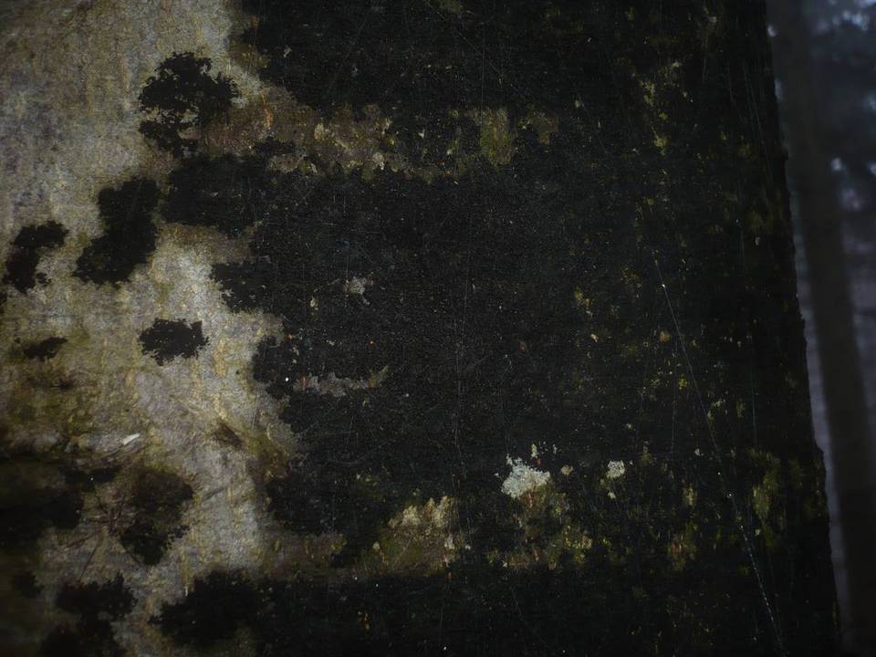 Ascodichaena rugosa image