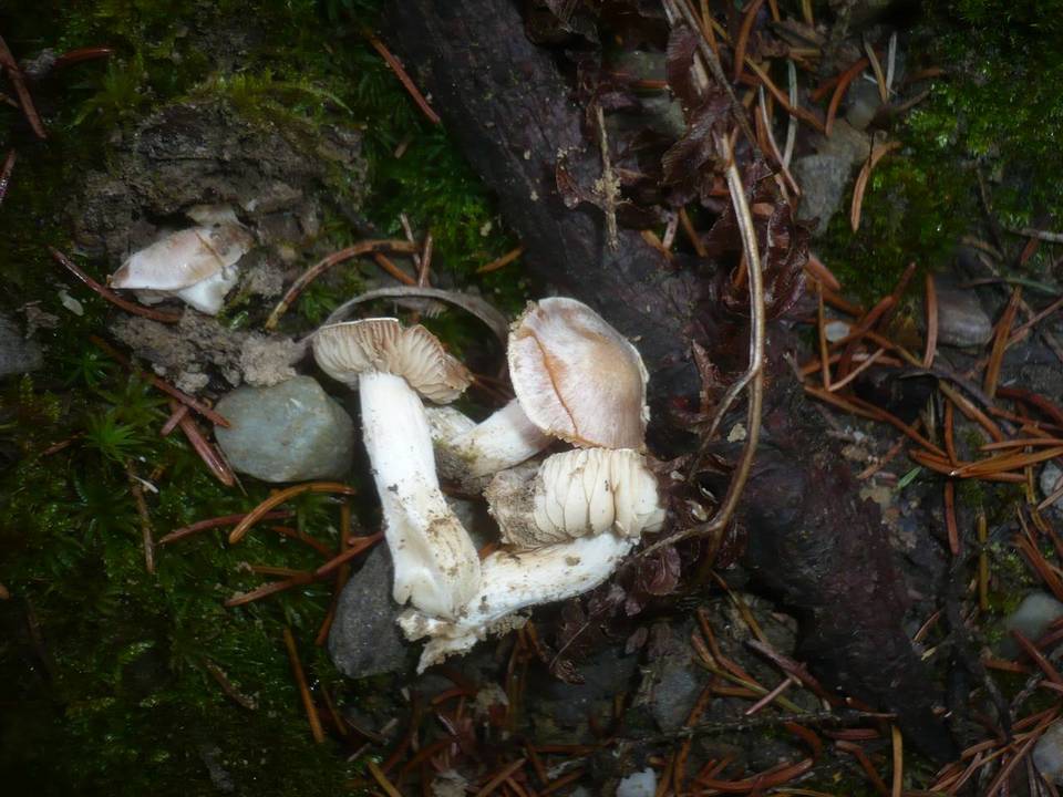 Cortinarius ochroleucus image