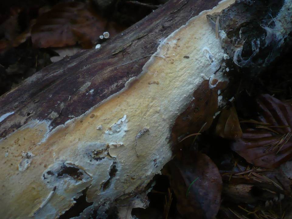Hypochnicium bombycinum image