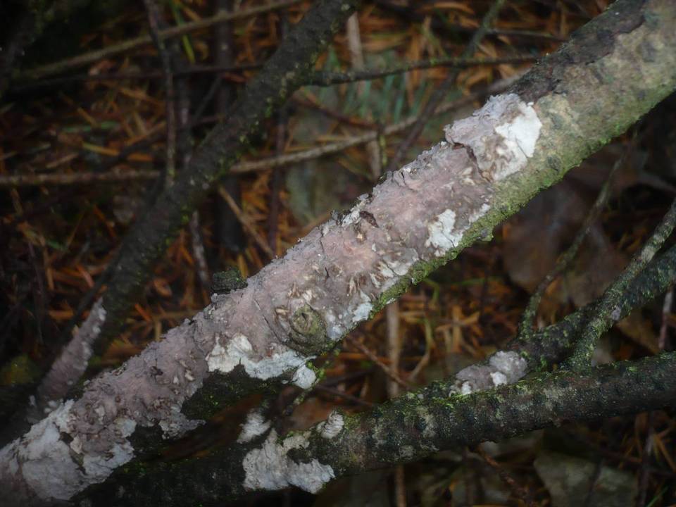 Peniophora piceae image
